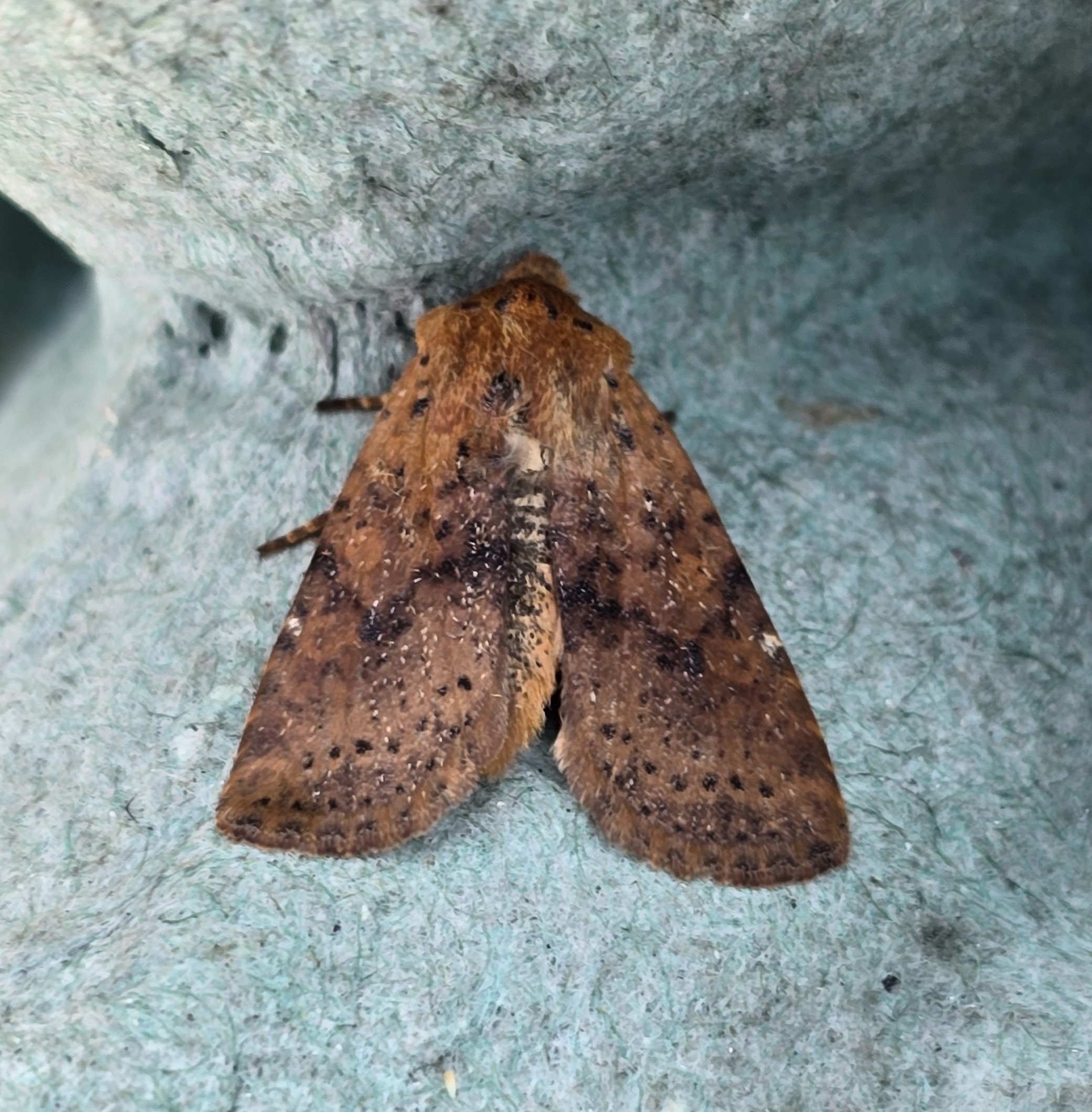 Photo of Dotted Chestnut (Conistra rubiginea)